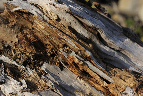background structure of the bark of an old tree close-up 
