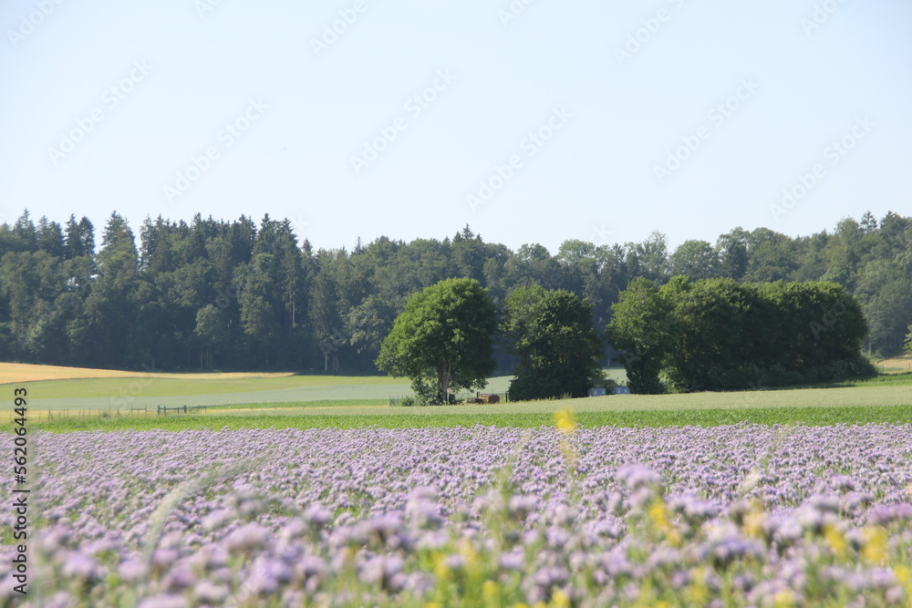 Blumenfelder Blumenfelder