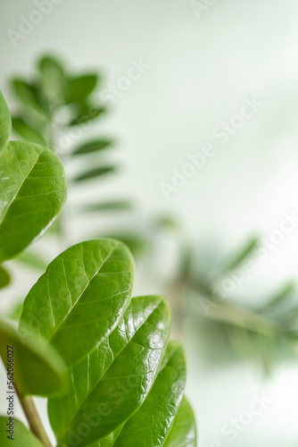 beautiful green leaves of a plant on a light background. plant background. creative photo love of nature. botany.