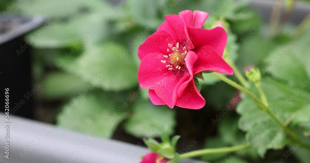 Strawberries with pink blossom growing at the farm Strawberries with pink blossom growing at the farm