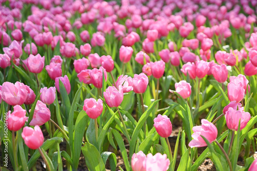 Fototapeta Naklejka Na Ścianę i Meble -  beautiful pink tulip in the garden, natural background