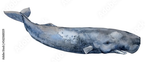 The sperm whale is isolated on a white background. Watercolor illustration, hand drawn. Large male cachalot. photo