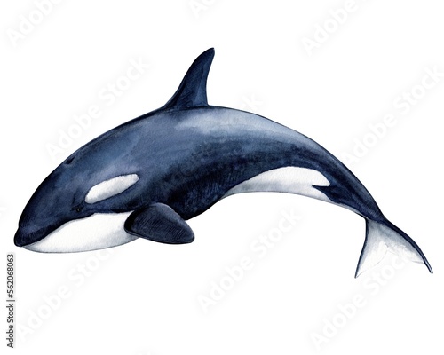 Killer whale  Orcinus orca    realistic watercolor illustration. Wild inhabitants of the seas and oceans of the Arctic. Isolated image on a white background.