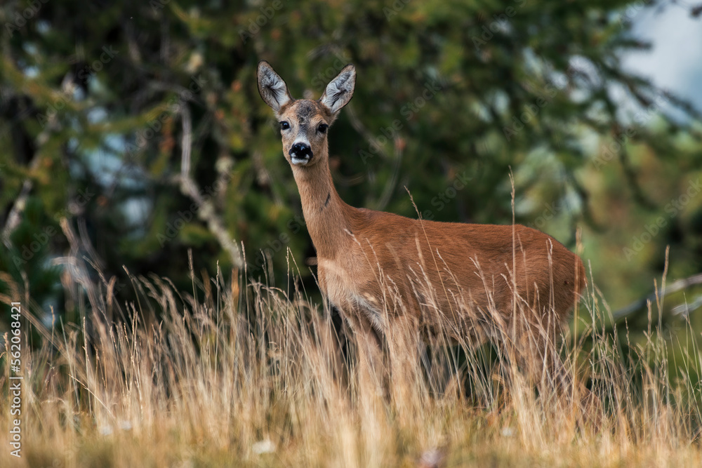 Beautiful female roe deer (Capreolus capreolus) standing in a summer alpine grassland looking with huge curious eyes, on pine trees as background in sunset light. Italian Alps mountains, Piedmont.