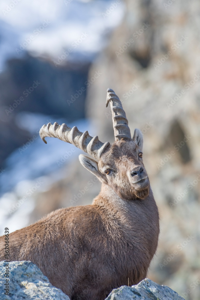 Alpine ibex or wild goat (Capra ibex) portrait against snowy slopes background, Italian Alps, Monviso natural Park.
Alpine ibex or wild goat (Capra ibex) portrait against snowy slopes background, Italian Alps, Monviso natural Park.