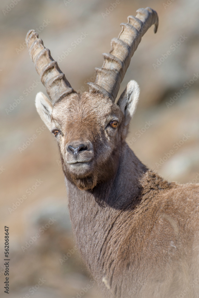 ortrait of male alpine ibex (Capra ibex), tone on tone, in soft morning light against bokeh background. Italian Alps.	

