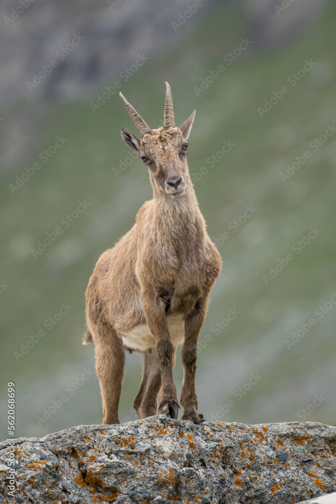 Female alpine ibex (Capra ibex) standing on a rock and looking curiously in a summer day in the Italian Alps, Monviso natural park. Female alpine ibex (Capra ibex) standing on a rock and looking curiously in a summer day in the Italian Alps, Monviso natural park.