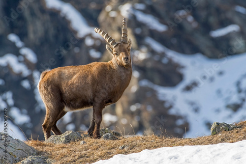 Obraz na płótnie Winter male alpine ibex (Capra ibex) standing in an apine meadow against snowy slopes in the background, Italian Alps, Piedmont. w salonie