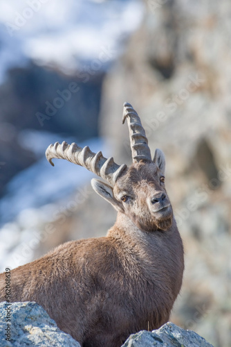 Obraz na płótnie Alpine ibex or wild goat (Capra ibex) portrait against snowy slopes background, Italian Alps, Monviso natural Park.
w salonie