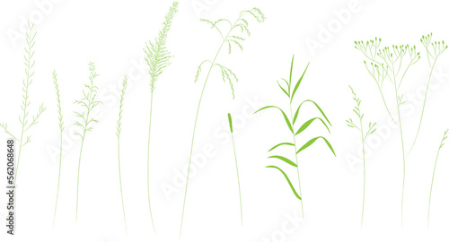 Field and meadow herbs, green outline, trend sketch for eco design. Sketch of medicinal plants, vector drawing for packaging or textile.
