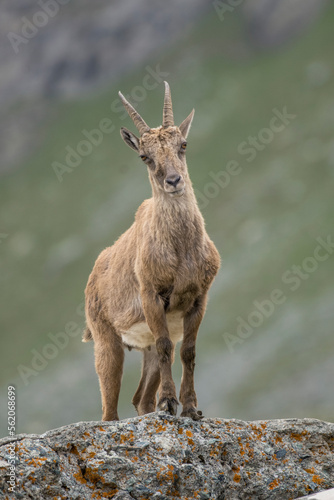 Female alpine ibex (Capra ibex) standing on a rock and looking curiously in a summer day in the Italian Alps, Monviso natural park.