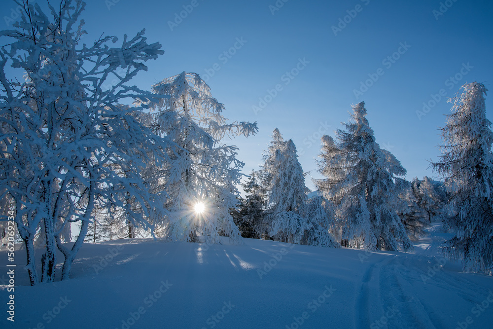 Winter mountain landscape with soft snow and completely white larches and firs at sunset, Italian Alps.