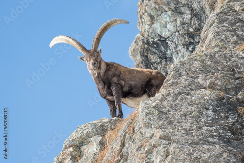 Adult alpine ibex  male - Capra ibex  with huge horns stands on rocks at the edge of a ravine against clear blue sky. Italian alps mountains.