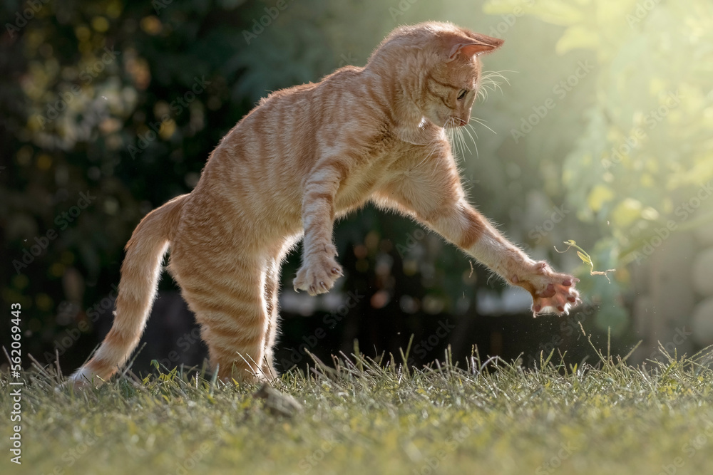 Reddish kitten photographed while taking funny posture while playing in the garden, Italy