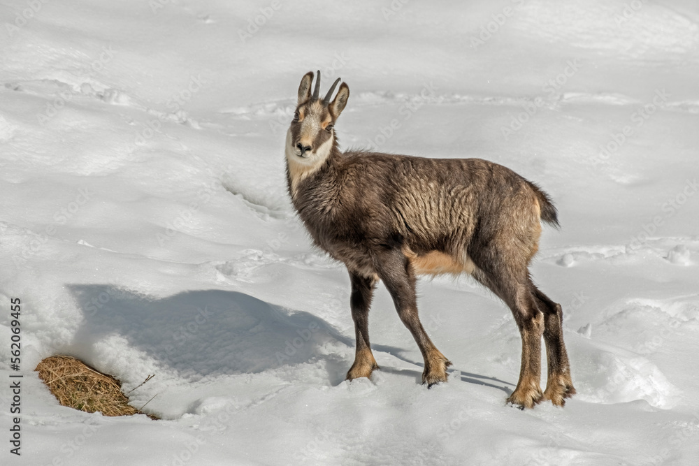 Young alpine chamois (Rupicapra rupicapra) in all-white snowy environment on alpine meadows. Piedmont alps, Italy.
