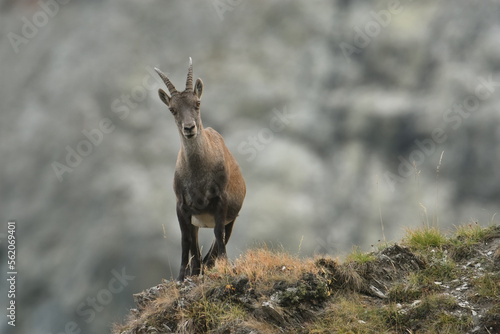Female Alpine ibex or wild goat (Capra ibex) standing on the edge of a ridge  against blurred rocky slopes in the background, Italian Alps, Piedmont. Monviso natural Park. June