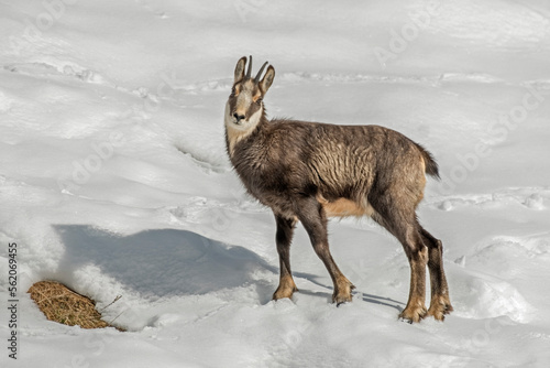 Obraz na płótnie Young alpine chamois (Rupicapra rupicapra) in all-white snowy environment on alpine meadows. Piedmont alps, Italy.
w salonie