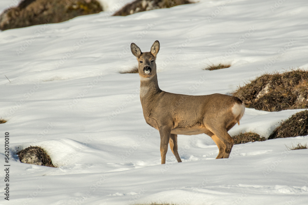 European Roe deer or roebuck (Capreolus capreolus) with winter fur looking at camera standing on snowy alpine meadows. Piedmont Alps, Italy.