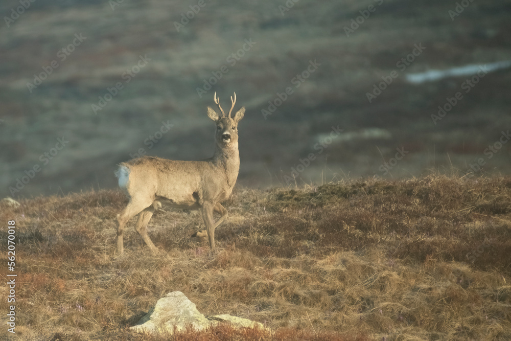 European roe deer or roebuck in its habitat standing in an alpine meadow at sunrise on the italian Alps. European roe deer or roebuck in its habitat standing in an alpine meadow at sunrise on the italian Alps.