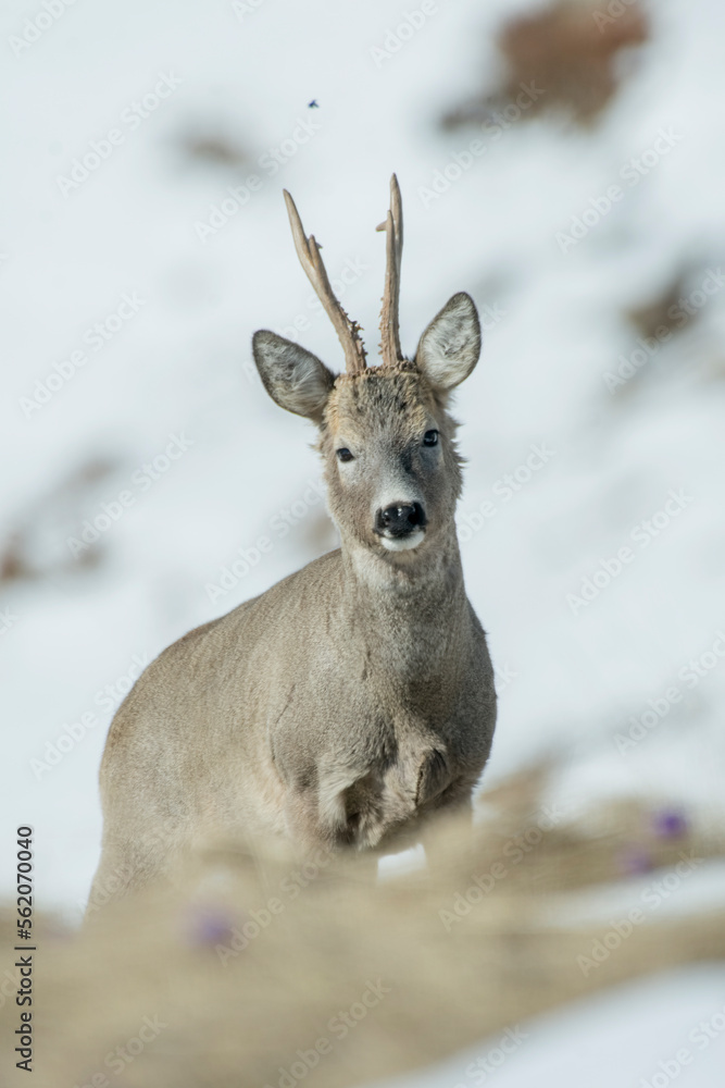 Gorgeous male roe deer (Capreolus capreolus) arriving from a snowy alpine meadow in the morning light, looking curiously into the camera. Wild animals in the snow. Italian Alps.