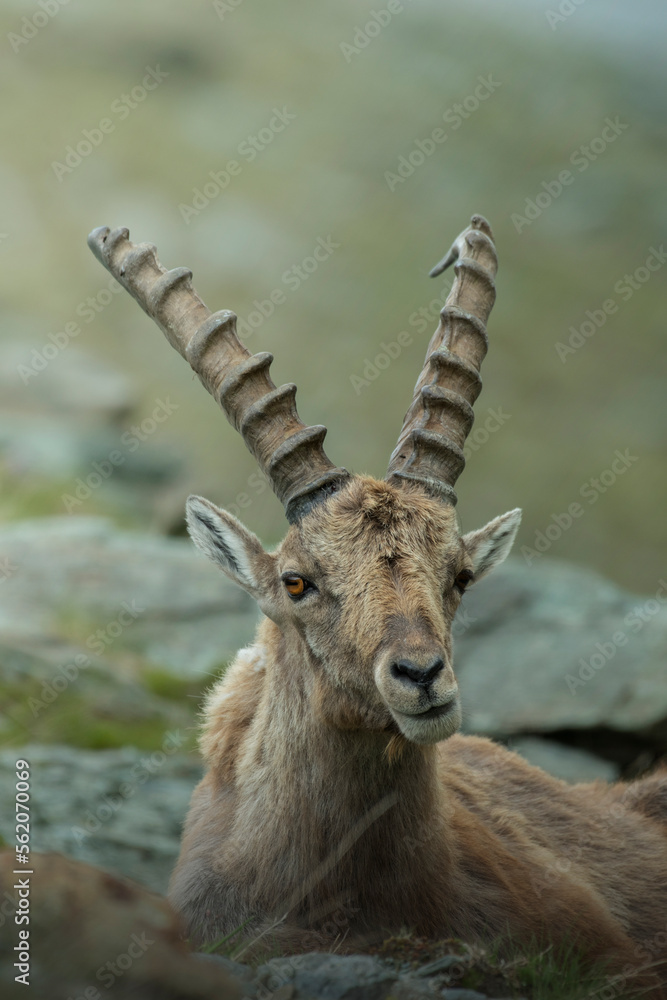 Portrait of Alpine ibex (Capra ibex) resting on the rocks with funny expression in the typical alpine environment and soft bokeh in the background. Italian Alps.