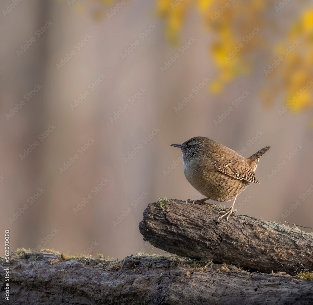 Wren (Troglodytes troglodytes) in autumn anvironment, Italian Alps, Piedmont. Tiny bird.