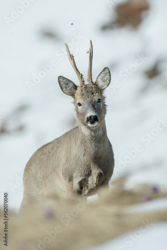 Obraz na płótnie Gorgeous male roe deer (Capreolus capreolus) arriving from a snowy alpine meadow in the morning light, looking curiously into the camera. Wild animals in the snow. Italian Alps. w salonie