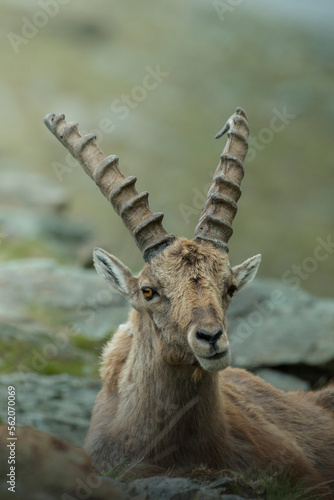 Obraz na płótnie Portrait of Alpine ibex (Capra ibex) resting on the rocks with funny expression in the typical alpine environment and soft bokeh in the background. Italian Alps. w salonie