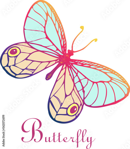 colored butterfly in the style of line graphics with the inscription.Colorful insect. © Gureva Natalia