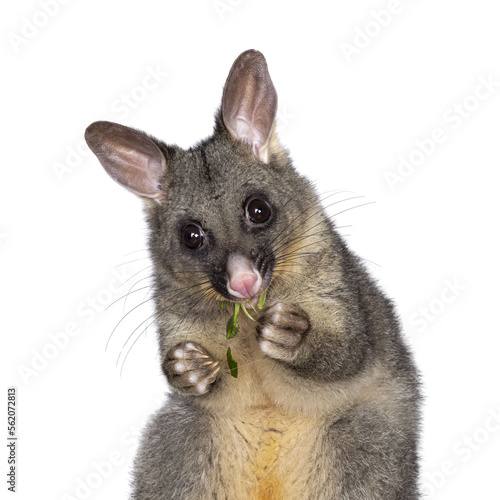 Fototapeta Naklejka Na Ścianę i Meble -  Head shot of Brushtail Possum aka Trichosurus vulpecula, sitting facing front. Looking straight to the camera. Eating fresh green spinach from paws. Isolated cutout on a transparent background.