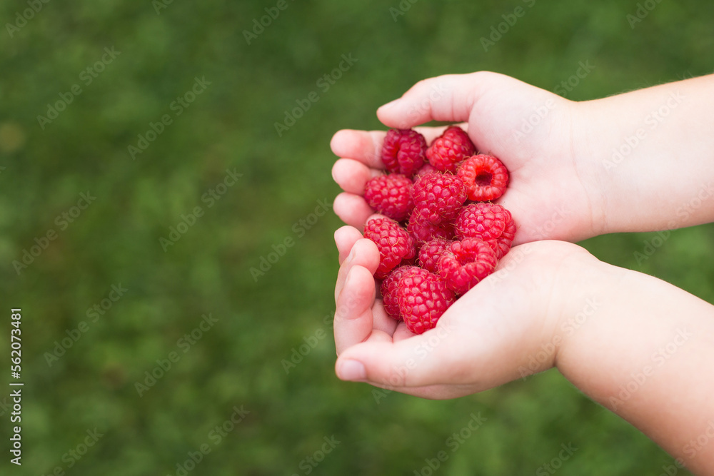 little girl child holding a handful of red berries,raspberries little girl child holding a handful of red berries,raspberries