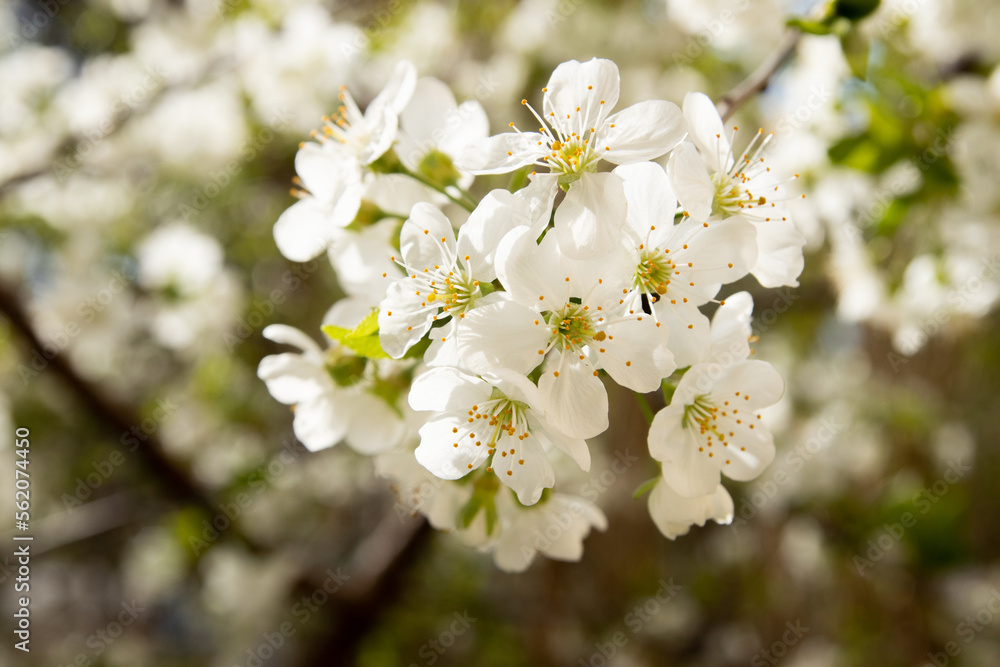 Spring bloom white flowers. Cherry blossom twigs Spring bloom white flowers. Cherry blossom twigs