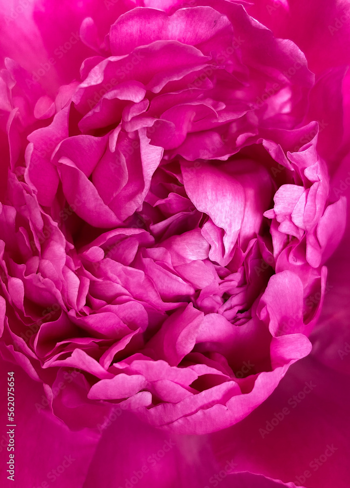 pink rose petals pink rose petals