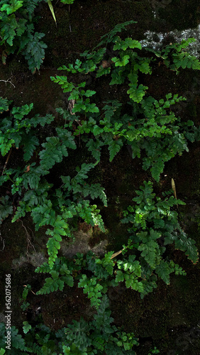 green moss background © Валерия Майборода