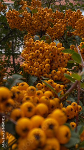 yellow autumn berries