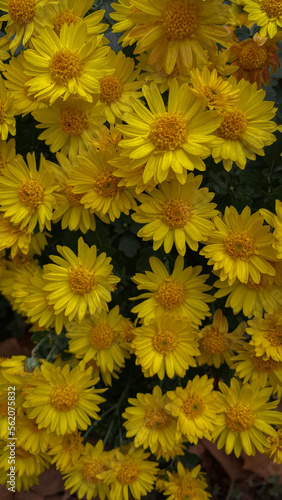 yellow chrysanthemum flowers