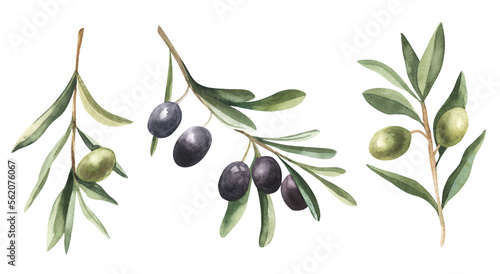 Watercolor olive leaf Botanical collection natural elements on white background illustration