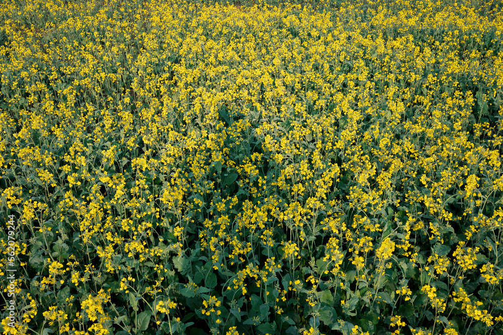 Obraz premium Beautiful mustard flower garden in field