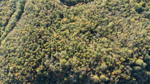 Forest and nature photographed by drone