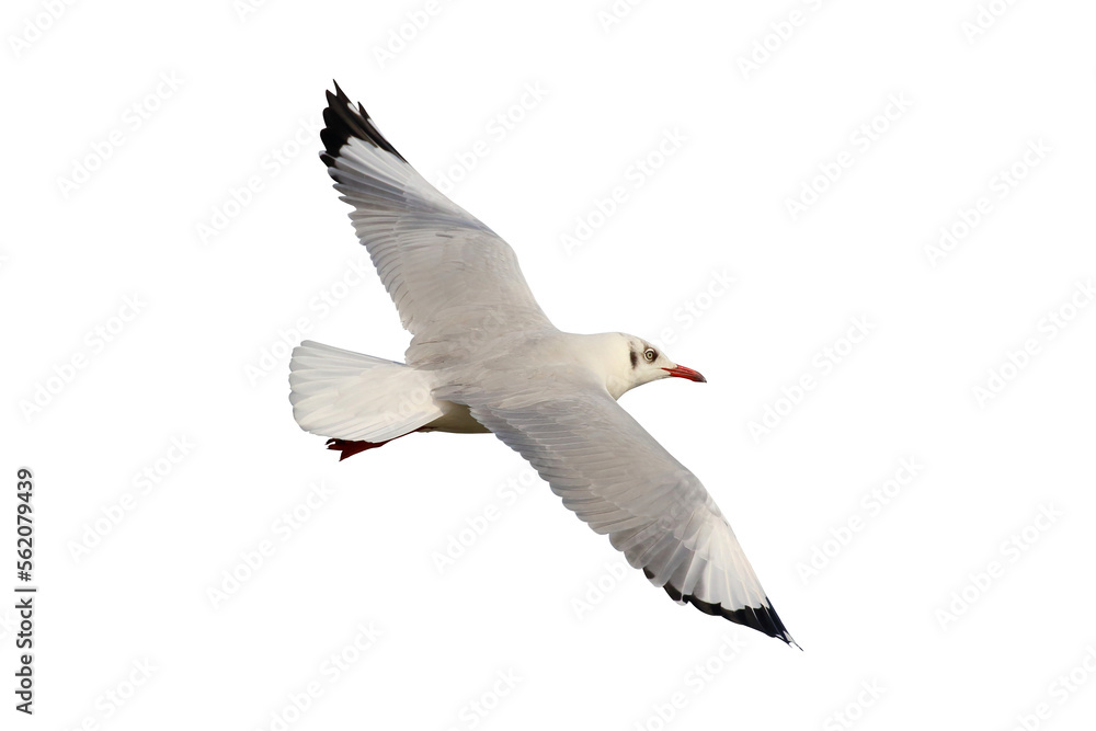Fototapeta premium Beautiful seagull flying isolated on transparent background.