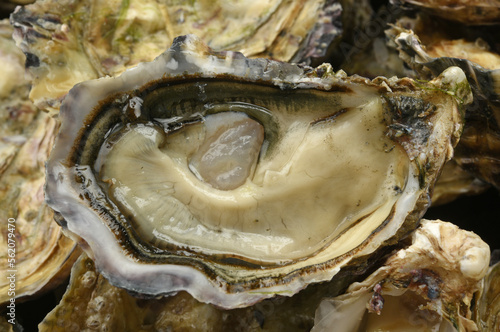 oyster close-up on oyster background