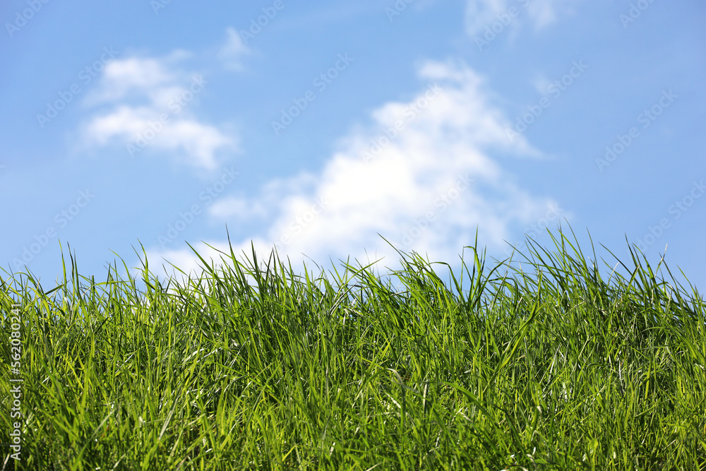 Fresh green grass on background of blue sky and white clouds. Green nature, ecology concept