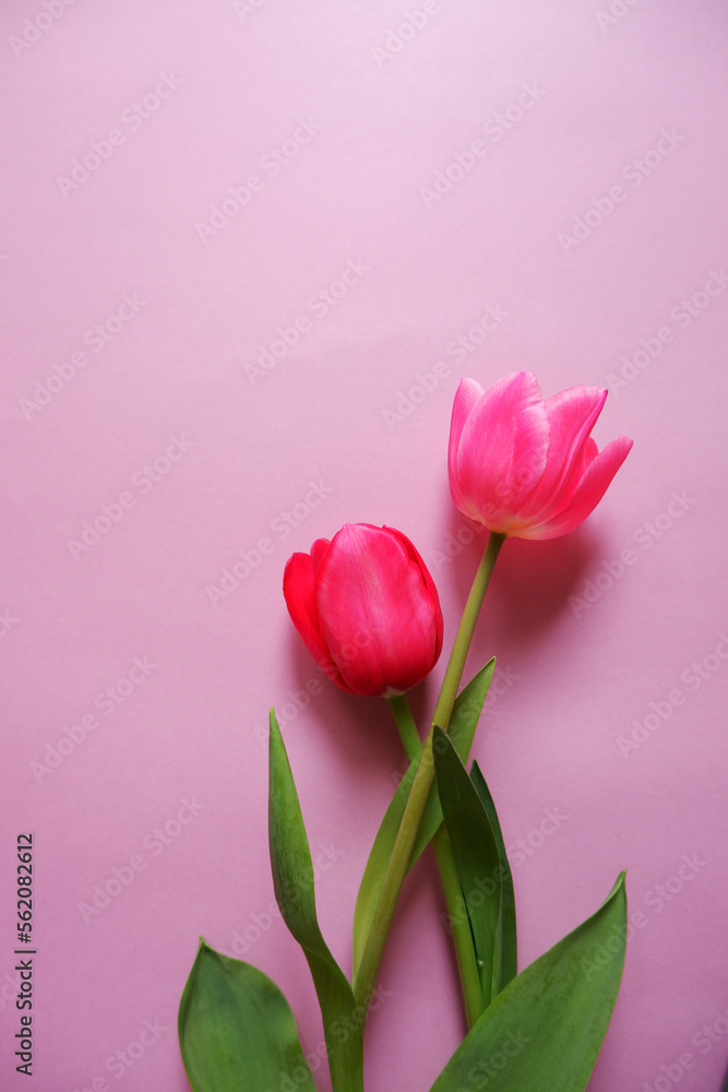 Beautiful tulip flowers on pink background. Spring flower composition for Mother's day, Women's day and spring blooming. 