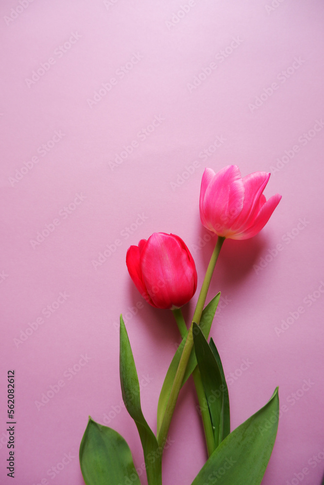 Beautiful tulip flowers on pink background. Spring flower composition for Mother's day, Women's day and spring blooming. Beautiful tulip flowers on pink background. Spring flower composition for Mother's day, Women's day and spring blooming.