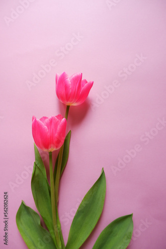 Beautiful tulip flowers on pink background. Spring flower composition for Mother s day  Women s day and spring blooming. 