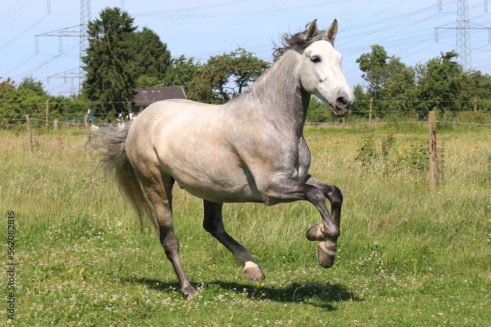 Obraz premium Pferd in der Natur