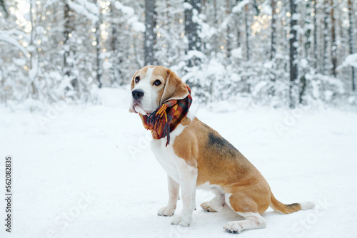 Cute dog with scarf around her neck sitting on snow during her walk in winter forest
