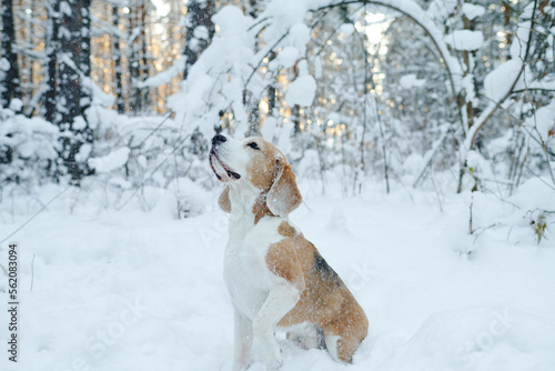 Fototapeta Naklejka Na Ścianę i Meble -  Small dog playing with snow while walking in winter forest