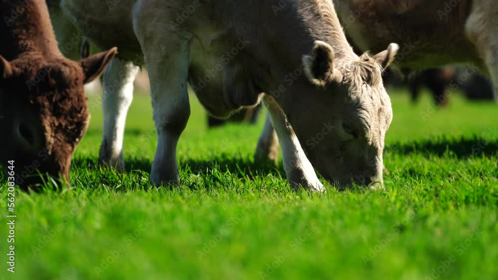Cows grazing in a field on a farm in Australia. Cattle eating grass in spring. Regenerative and sustainable agriculture, livestock production on ranch in America. Cows in a field. Dairy and beef cows. Cows grazing in a field on a farm in Australia. Cattle eating grass in spring. Regenerative and sustainable agriculture, livestock production on ranch in America. Cows in a field. Dairy and beef cows.