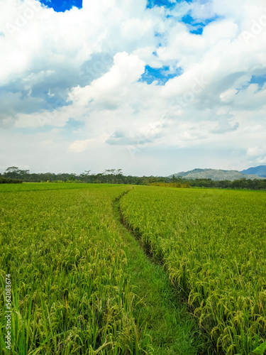 Indonesian traditional rice farming. Indonesian rice farm landscape. Indonesian rice fields. Field and sky.